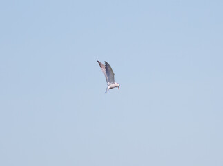 Common Tern in flight, Common Tern from the side, Common Tern looking down from the air for fish, Sterna hirundo