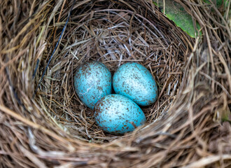 Blackbird Tordus merula, bird nest with eggs