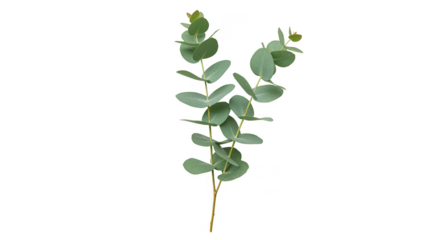 Isolated Eucalyptus Branch Green Leaves Plant Transparent Background PNG