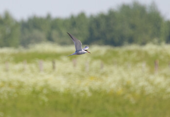 Common Tern in flight, Common Tern flying over fields, meadows and fields, trees in the background, idyllic field landscape, Sterna hirundo from the side