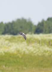 portrait common Tern in flight, Common Tern flying over fields, meadows and fields, trees in the background, idyllic field landscape, Sterna hirundo vertical