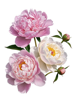 Fototapeta Isolated Peonies Illustration Pink White Floral Bouquet on Transparent