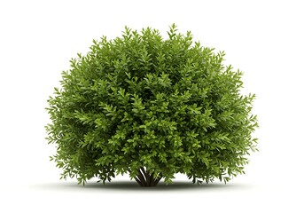Round green bush isolated on white background with a dense leafy texture