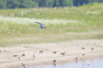Common Tern flying over the lake, Common Tern looking at the water and searching for fish from the...