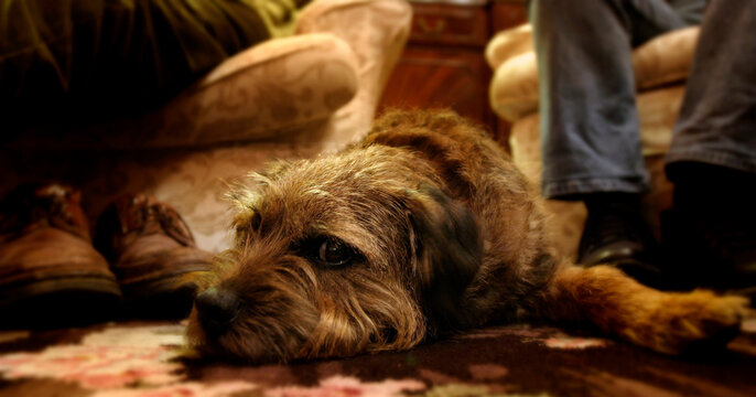 Border terrier dog at home with a family, England, United Kingdom