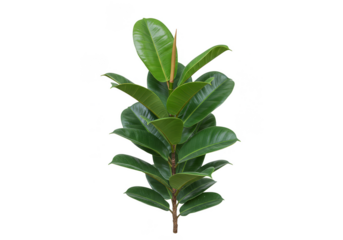 Isolated Green Leaf Plant Branch Foliage On Transparent Background