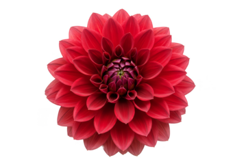 Isolated Red Dahlia Flower in Transparent Background Blooming Beauty