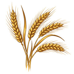 Isolated Illustration of Golden Wheat Ears Grains Agriculture Harvest