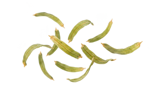 Isolated Macro Shot of Green Caterpillars Pests on Transparent Background