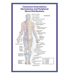 Cutaneous Innervations