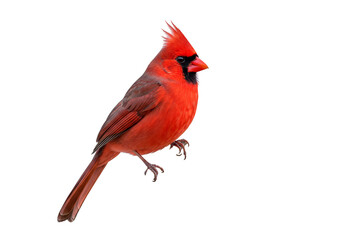 Isolated Male Cardinal Bird On Transparent Background Wildlife Feather