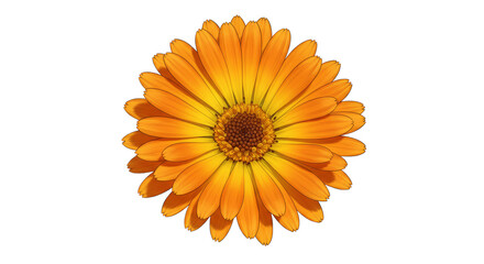 Isolated Orange Calendula Flower Transparent Background Detailed Macro Bloom