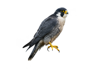 Isolated Peregrine Falcon Portrait a Wild Hunter with Transparent Backdrop
