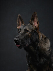 A German Shepherd is captured in a side profile, looking to the left. The black background contrasts with its dark fur, creating a dramatic effect.