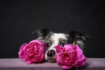 A Border Collie gently rests its head on a bouquet of pink flowers, looking peaceful. The dark...