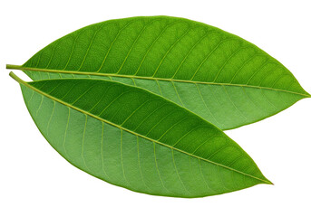 Obraz premium Isolated Transparent Background of Two Green Leaf Botany Plant Nature