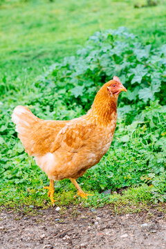 isa brown hen