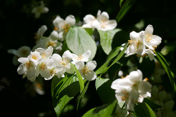 Obraz premium Blooming jasmine in the sun with high contrast