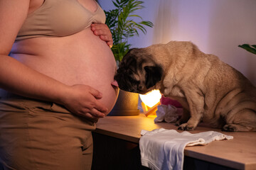 Pregnant woman with big belly in anticipation getting ready for the maternity at home. Cute pet pug dog showing affection and intimacy for the baby. preparing for the birth of a child