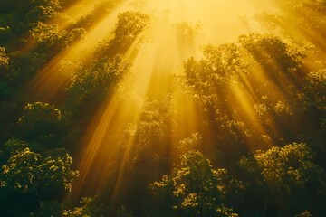 Dappled Sunlight Streaming Through Lush Green Forest Canopy