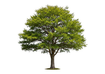 Isolated Tree with Green Leaves on Transparent Background