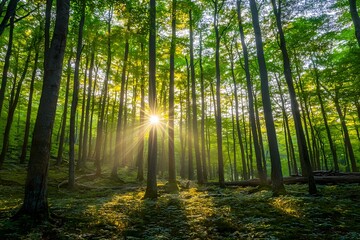 Obraz premium Sunlight Filtering Through Lush Forest Trees at Sunrise in Nature