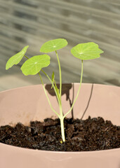 Young nasturtium Tropaeolum majus seedling in pot, Indian cress, garden nasturtium, houseplant and urban gardening flowers