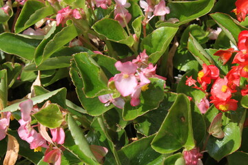 pink flowers in the garden