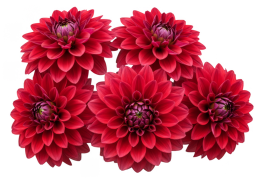 Isolated Transparent Background of Vibrant Red Dahlia Flowers Illustration - Powered by Adobe