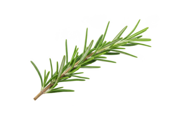 Isolated Transparent Background of Fresh Green Rosemary Herb Branch