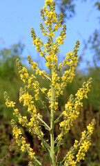 Fototapeta premium Mullein (Verbascum lychnitis) grows in the wild