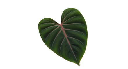 Isolated Tropical Leaf Transparent Background, Green Nature Flora