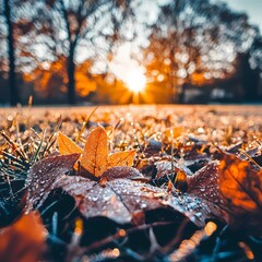 Vibrant Sunset Over Dewy Leaves in Autumn Park Landscape Scene