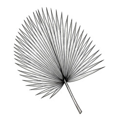 Obraz premium Isolated White Palm Leaf Silhouette on Black Background Illustration