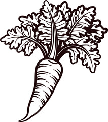 Hand drawn beetroot with leafy greens vintage black and white vegetable illustration isolated on white
