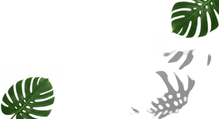 Monstera Leaves Transparent Background Tropical Plants Green Shadows