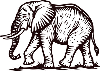 Fototapeta premium Hand drawn illustration of walking elephant vintage detailed ink sketch in monochrome isolated on white background