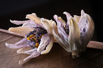 Fiori ormai appassiti di passiflora, isolati in primo piano, composizione su fondo nero