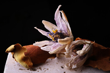 Fiori ormai appassiti di passiflora, isolati in primo piano, composizione su fondo nero