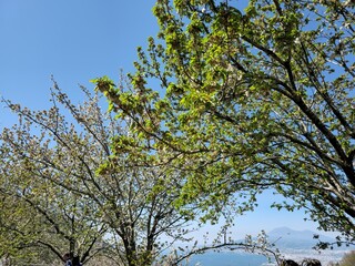 Cherry Blossom Trees with Mount Vesuvius in Background