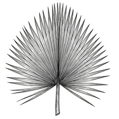 Leaf Illustration of a Tropical Plant in White and Black on Transparent