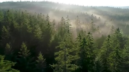 Aerial cinematic shot flying slowly above a dense green forest with soft morning mist, sun rays piercing through the trees, seamless loop, ambient lighting, 4K nature video background. - Powered by Adobe