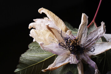 Fiori ormai appassiti di passiflora, isolati in primo piano, composizione su fondo nero