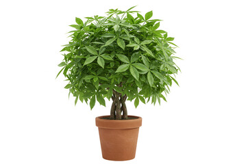 Realistic Houseplant Green Schefflera Plant with Brown Pot on Transparent