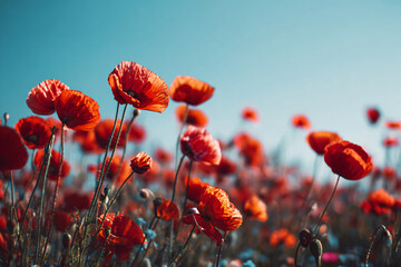 a field of red flowers with a blue sky in the background