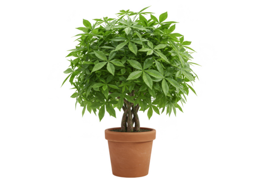 Realistic Houseplant Green Schefflera Plant with Brown Pot on Transparent
