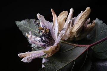 Fiori ormai appassiti di passiflora, isolati in primo piano, composizione su fondo nero