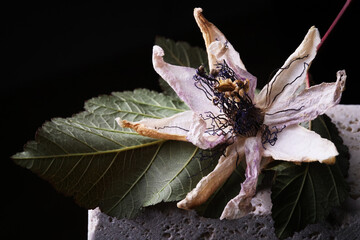 Fiori ormai appassiti di passiflora, isolati in primo piano, composizione su fondo nero