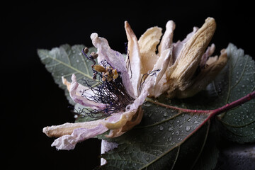 Fiori ormai appassiti di passiflora, isolati in primo piano, composizione su fondo nero