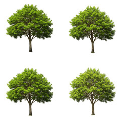 Realistic Tree Illustration Isolated with Green Leaves on Transparent Background